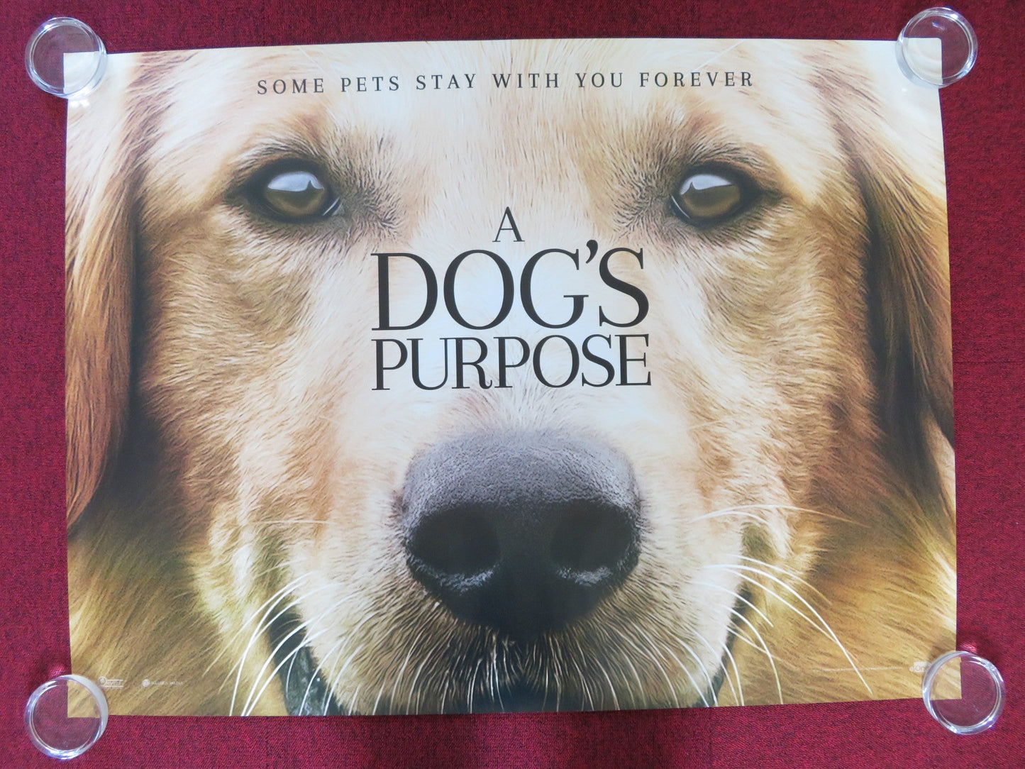 A DOG'S PURPOSE UK QUAD (30"x 40") ROLLED POSTER JOSH GAD DENNIS QUAID 2017 - Rendezvous Cinema