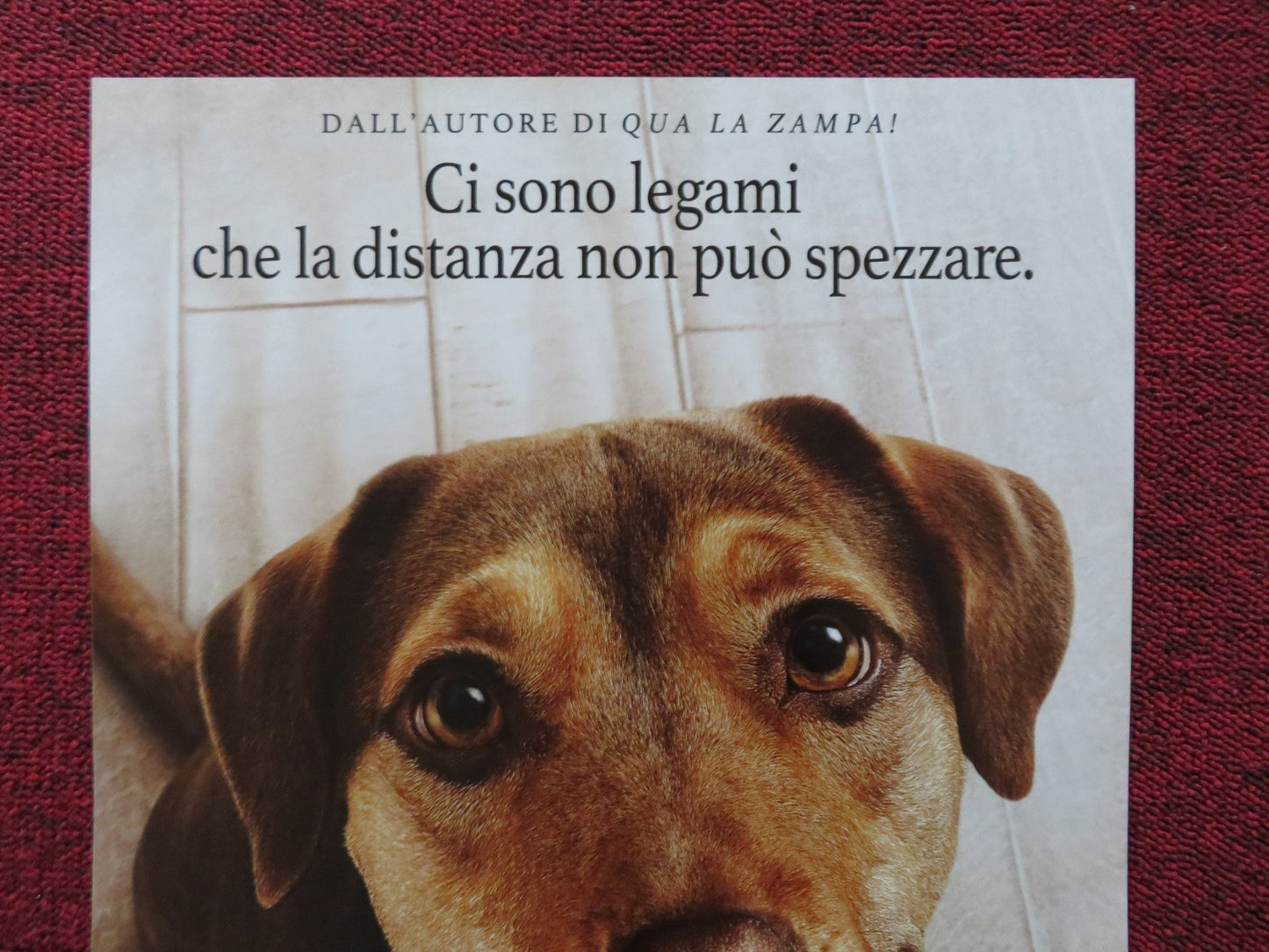 A DOG'S WAY HOME ITALIAN LOCANDINA POSTER ASHLEY JUDD JONAH HAUER - KING 2019 - Rendezvous Cinema