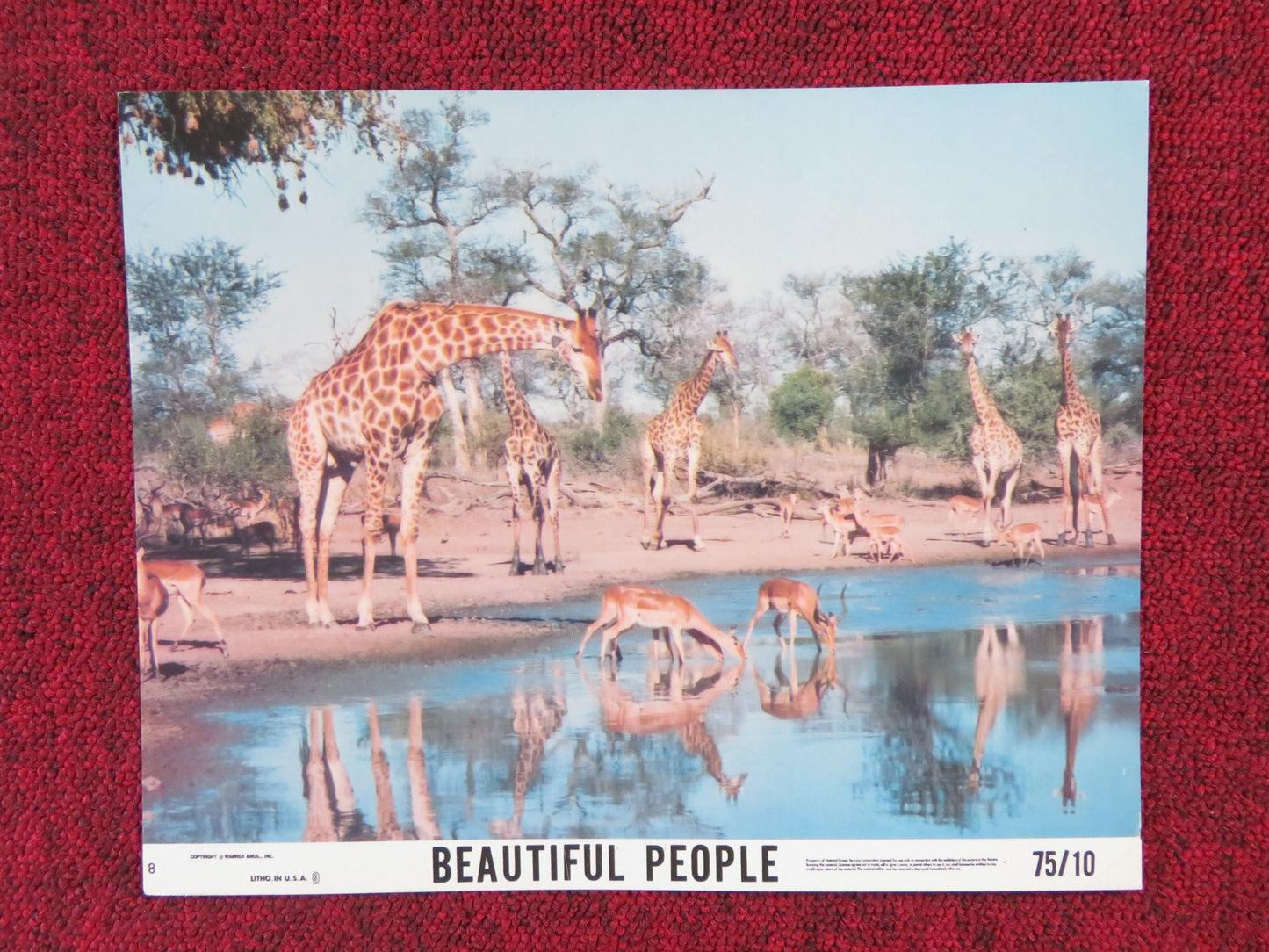 BEAUTIFUL PEOPLE - 8 LOBBY CARD PADDY O'BYRNE 1974