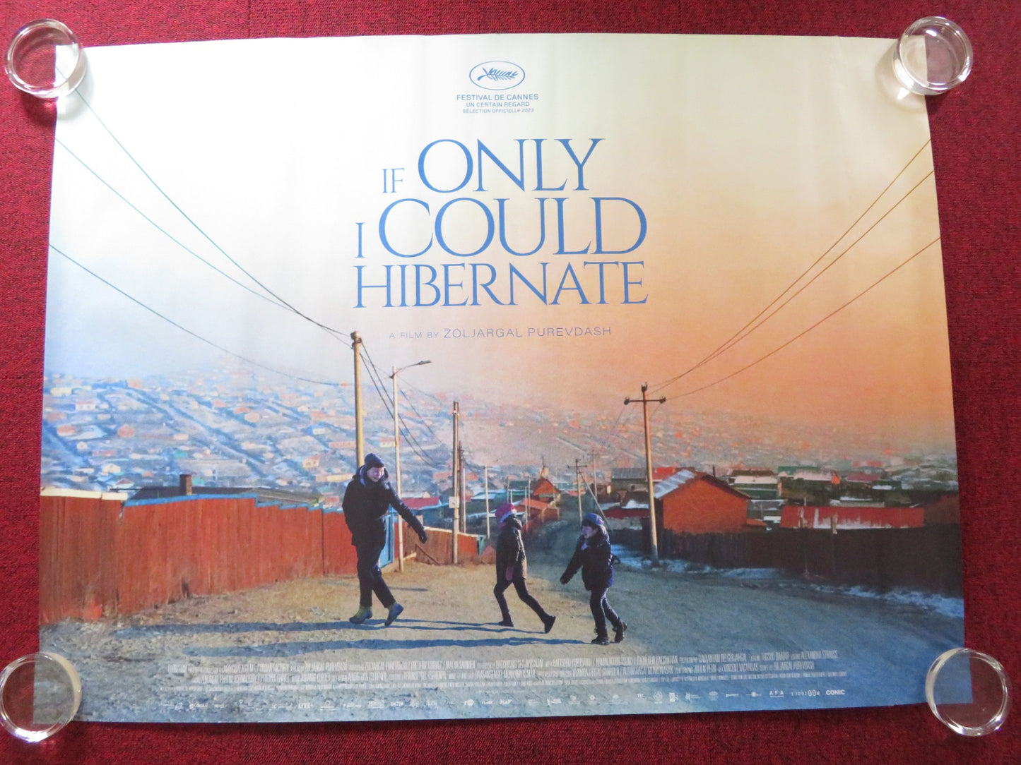 IF ONLY I COULD HIBERNATE UK QUAD ROLLED POSTER TAIVANBAT ALEXANDAR 2023