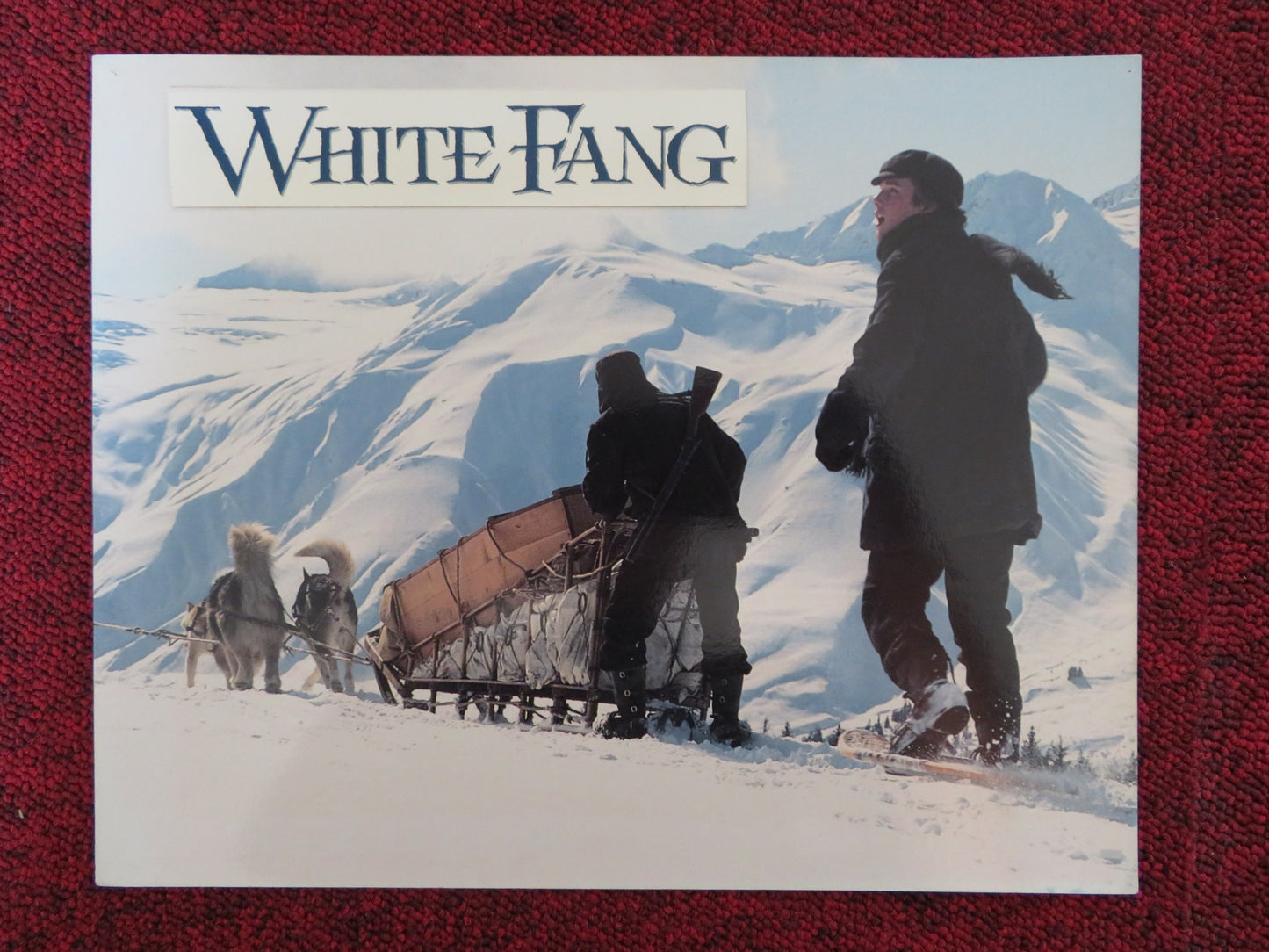 WHITE FANG - A LOBBY CARD ETHAN HAWKE KLAUS BRANDAUER 1991