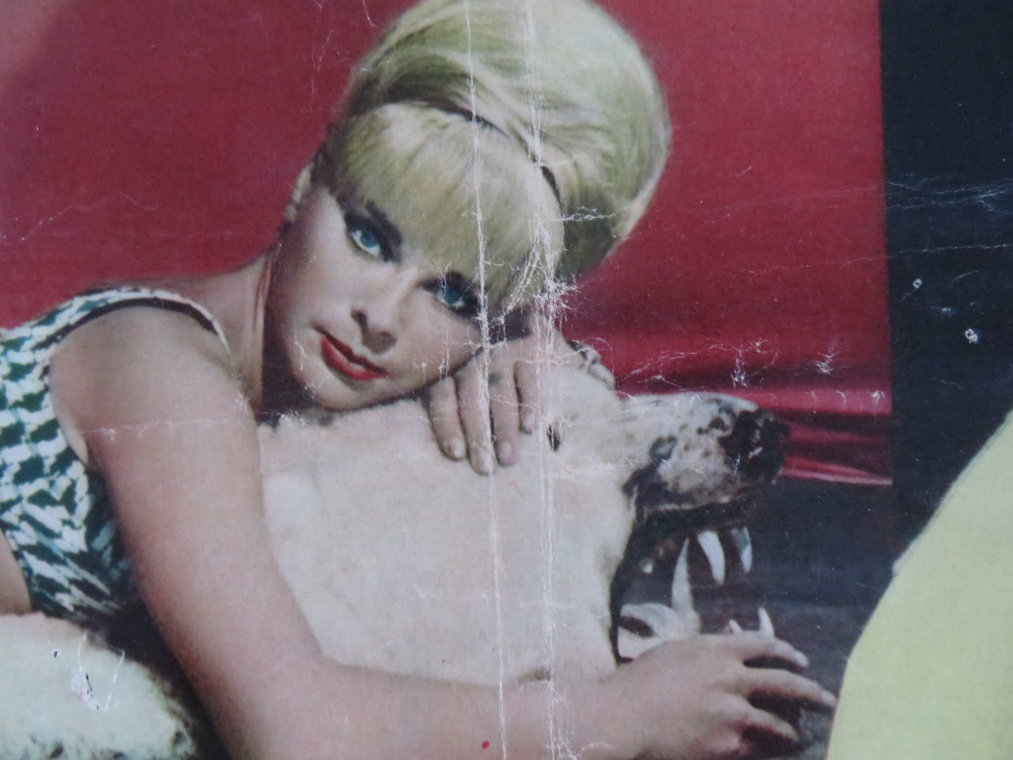 BOY, DID I GET A NUMBER WRONG - F ITALIAN FOTOBUSTA POSTER ELKE SOMMER 1966