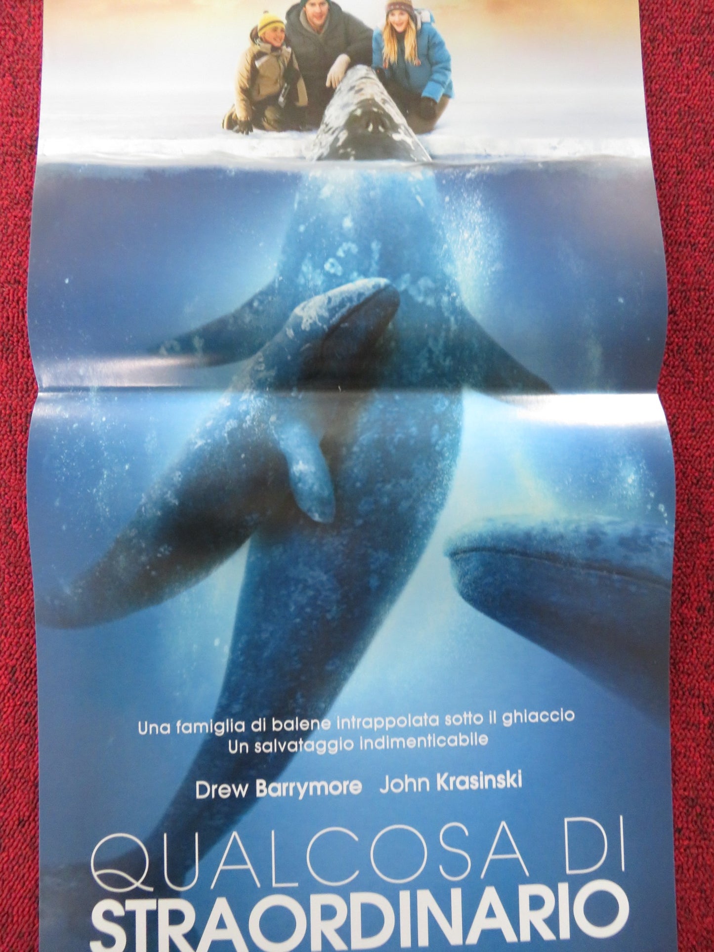 BIG MIRACLE ITALIAN LOCANDINA POSTER DREW BARRYMORE JOHN KRASINSKI 2012