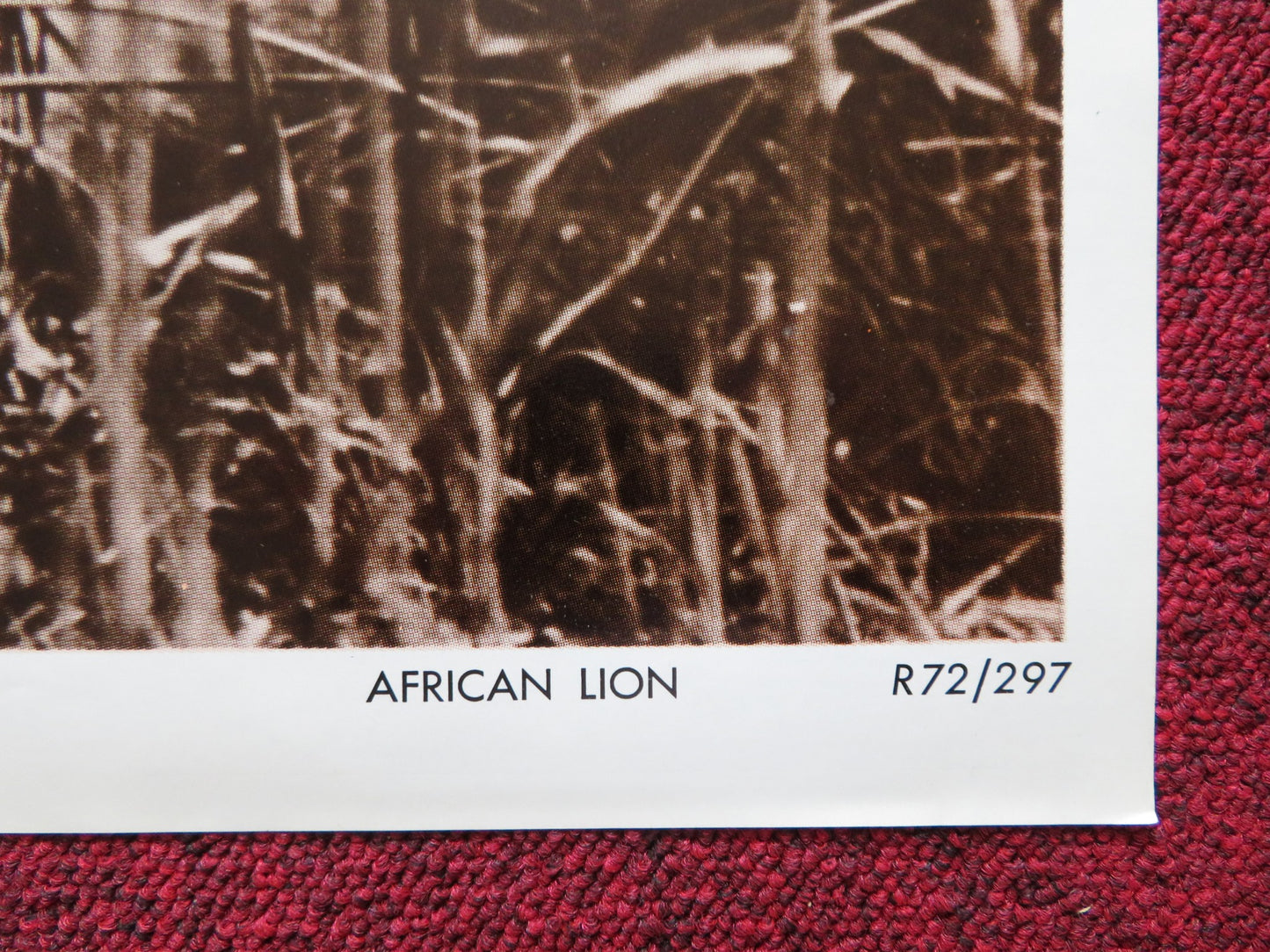 THE AFRICAN LION FOLDED US ONE SHEET POSTER DISNEY WINSTON HIBLER 1972