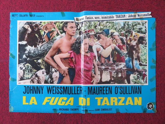 LA FUGA DI TARZAN / TARZAN ESCAPES - B ITALIAN FOTOBUSTA POSTER WEISSMULLE 1954