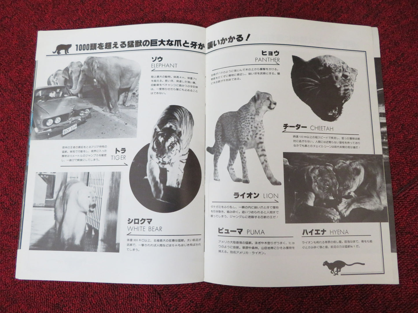 THE WILD BEASTS JAPANESE BROCHURE / PRESS BOOK LORRAINE DE SELLE ANTONIO DI LEO